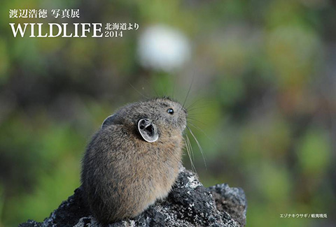 渡辺浩徳写真展「WILDLIFE 北海道より 2014」